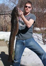 Image result for Lota lota