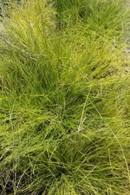 Attēlu rezultāti vaicājumam “Carex davalliana”