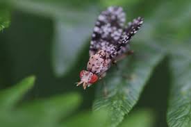 Attēlu rezultāti vaicājumam “Trypetoptera punctulata”