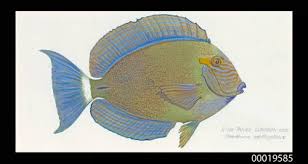 Image result for Acanthurus xanthopterus