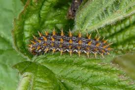 Attēlu rezultāti vaicājumam “Brenthis daphne underside”