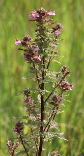 Attēlu rezultāti vaicājumam “Pedicularis palustris leaf”