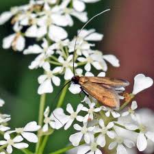 Attēlu rezultāti vaicājumam “Cauchas rufimitrella”
