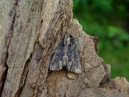 Attēlu rezultāti vaicājumam “Dypterygia scabriuscula”