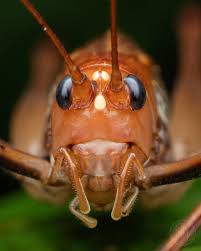 Attēlu rezultāti vaicājumam “Orthoptera”