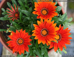 Image result for Gazanien