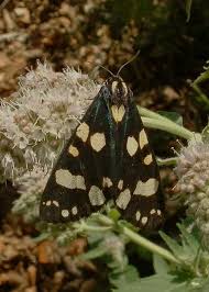 Attēlu rezultāti vaicājumam “Callimorpha dominula imago”