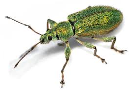 Attēlu rezultāti vaicājumam “Phyllobius”