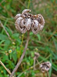 Attēlu rezultāti vaicājumam “Calendula officinalis leaf”