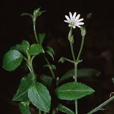 Attēlu rezultāti vaicājumam “Cerastium sylvaticum”
