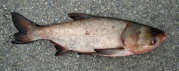 Image result for Hypophthalmichthys nobilis