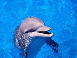 Image result for Adventure Dolphin