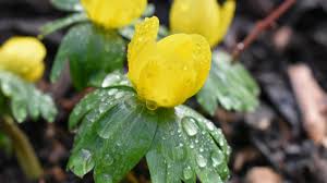 Attēlu rezultāti vaicājumam “Eranthis hyemalis”