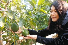 「アボカド大臣」の画像検索結果