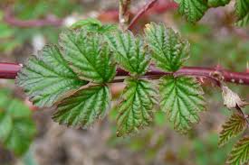 Attēlu rezultāti vaicājumam “Rubus plicatus leaf”