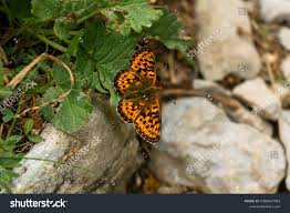 Attēlu rezultāti vaicājumam “Boloria titania”