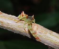 Attēlu rezultāti vaicājumam “Thomisidae”