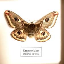 Attēlu rezultāti vaicājumam “Saturnia pavonia female”