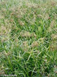 Attēlu rezultāti vaicājumam “Scirpus sylvaticus fruit”