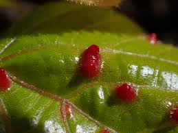 Attēlu rezultāti vaicājumam “Eriophyes tiliae”