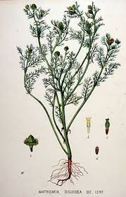 Attēlu rezultāti vaicājumam “Matricaria discoidea”