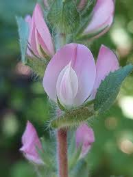 Attēlu rezultāti vaicājumam “Ononis arvensis bud”