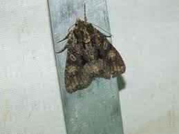 Attēlu rezultāti vaicājumam “Mniotype satura”