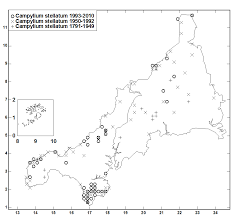 Attēlu rezultāti vaicājumam “Campylium stellatum sporophyte”