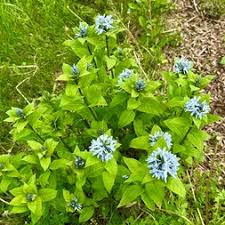 Attēlu rezultāti vaicājumam “Apocynaceae”