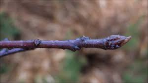 Attēlu rezultāti vaicājumam “Frangula alnus bud”
