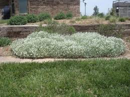 Image result for cerastium tomentosum