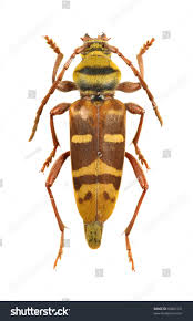 Attēlu rezultāti vaicājumam “Plagionotus detritus imago”