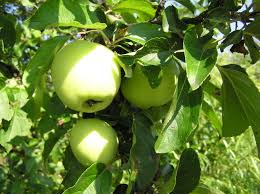 Attēlu rezultāti vaicājumam “Malus domestica”