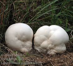 Attēlu rezultāti vaicājumam “Langermania gigantea”