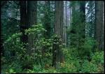 Rain Forests of the World
