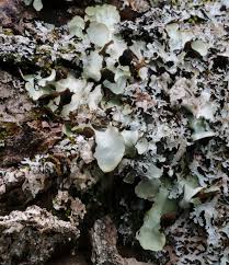 Attēlu rezultāti vaicājumam “Cetrelia olivetorum”