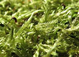 Attēlu rezultāti vaicājumam “Cirriphyllum piliferum sporophyte”