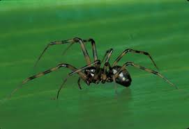 Attēlu rezultāti vaicājumam “Linyphiidae”