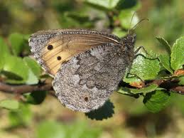 Attēlu rezultāti vaicājumam “Oeneis jutta”