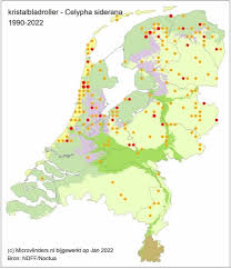 Attēlu rezultāti vaicājumam “Celypha siderana”