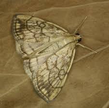 Attēlu rezultāti vaicājumam “Evergestis pallidata”