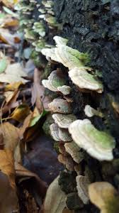 Attēlu rezultāti vaicājumam “Cerrena unicolor”