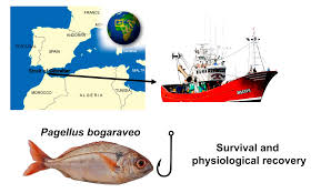 Image result for Pagellus bogaraveo