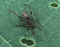 Attēlu rezultāti vaicājumam “Theridiidae”