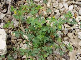 Attēlu rezultāti vaicājumam “Arenaria procera bud”