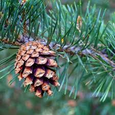 Attēlu rezultāti vaicājumam “Pinus sylvestris fruit”