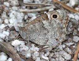 Attēlu rezultāti vaicājumam “Hipparchia alcyone underside”