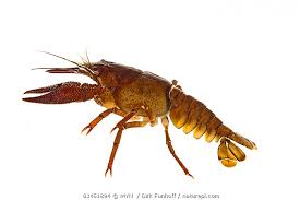 Attēlu rezultāti vaicājumam “Astacus astacus”