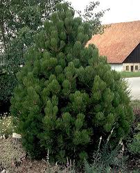 Attēlu rezultāti vaicājumam “Pinus”