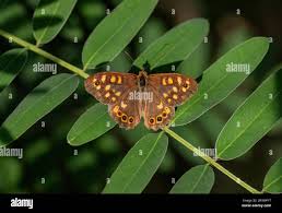 Attēlu rezultāti vaicājumam “Pararge aegeria”